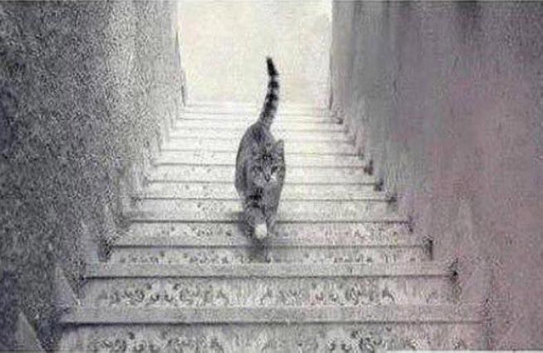 يصعد أم يهبط؟ صورة القط المحيرة تحدد مدى ذكائك