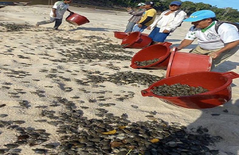 إطلاق 6 آلاف فرخ سلحفاة مهددة بالانقراض