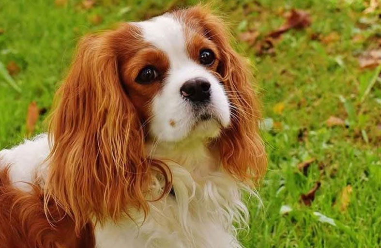 كلبة تعض «ديناميت قنبلة» وتمنع كارثة