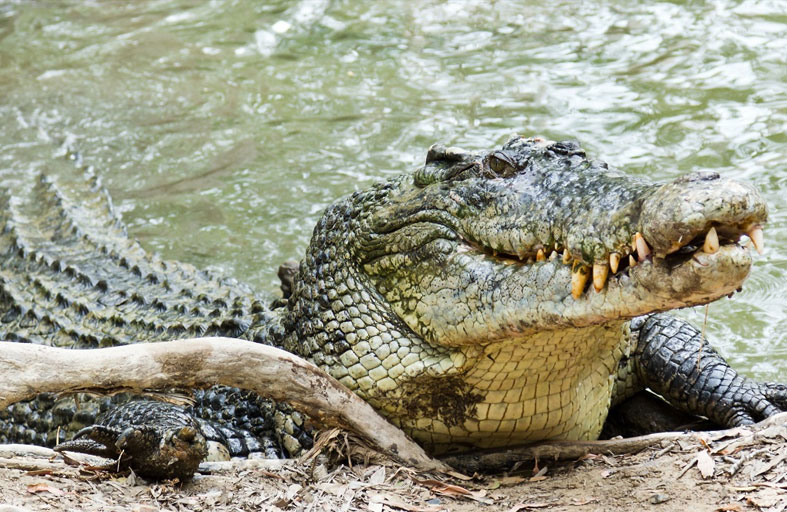 تمساح يفتك بثمانيني أمام أنظار الأهالي