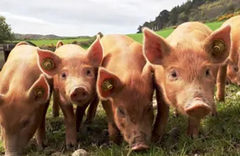 قطيع خنازير يداهم سكنا جامعيا 