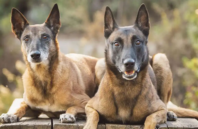 5 سلالات كلاب قد تجلب لك المتاعب لا السعادة