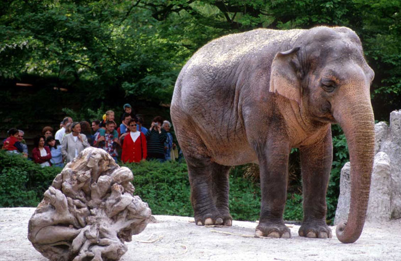 فيل يدهس طفلة