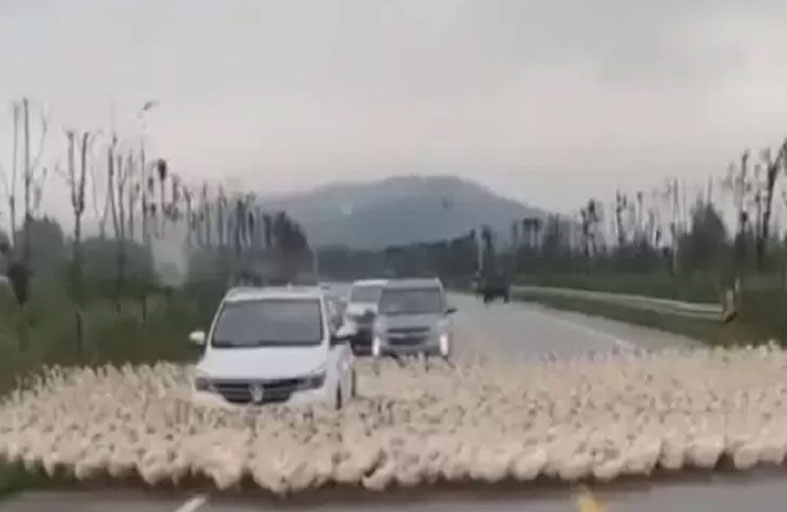 ظاهرة غريبة.. بط يسير في شكل دائري