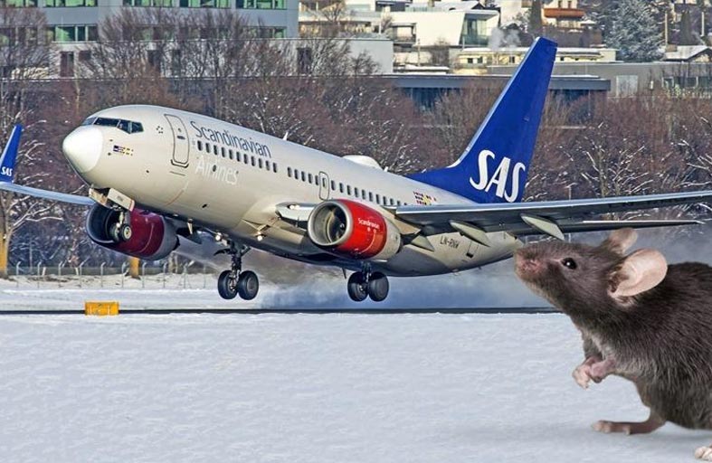 فأر يُجبر طائرة على الهبوط اضطرارياً