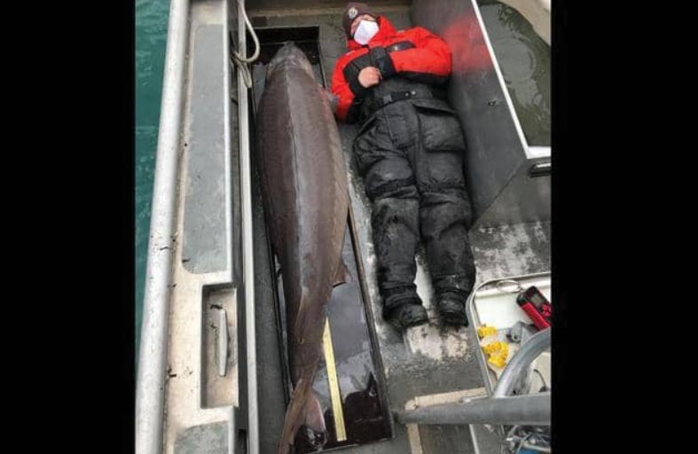 اصطياد سمكة يزيد عمرها على 100 عام