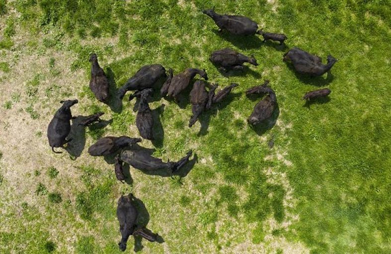 غارات جوية على أبقار عدوانية