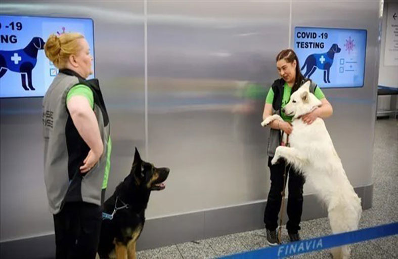 بريطانيا تتعقب مصابي كورونا بالكلاب البوليسية