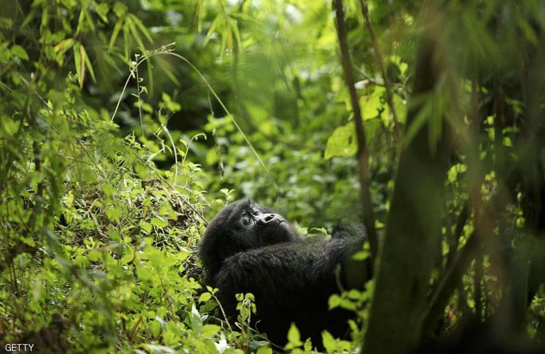 4 صيادين في قبضة الشرطة بعد مأساة الغوريلا