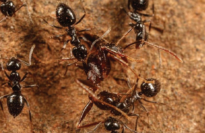 ليس البشر فقط.. النمل أيضاً يجري عمليات بتر أطراف منقذة للحياة