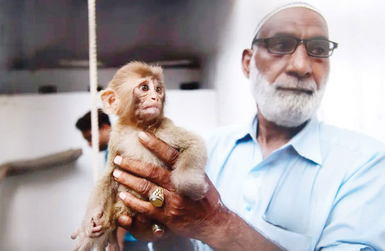 قرد صغير يثير الفوضى في محكمة 