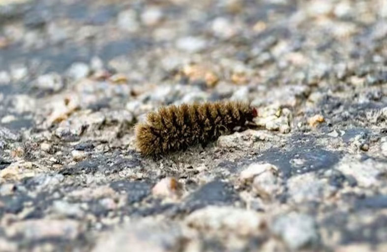 رعب في لانكشاير.. ديدان تهطل من السماء