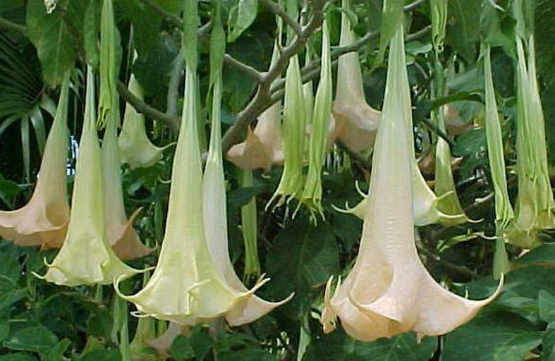 تحذّر من «مخدر نفس الشيطان»