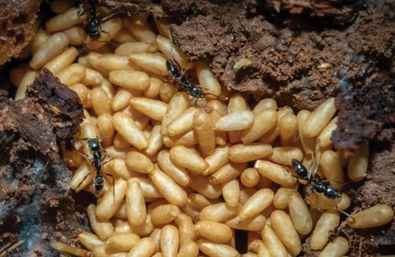 نمل آسيوي خطير يغزو 20 ولاية أمريكية