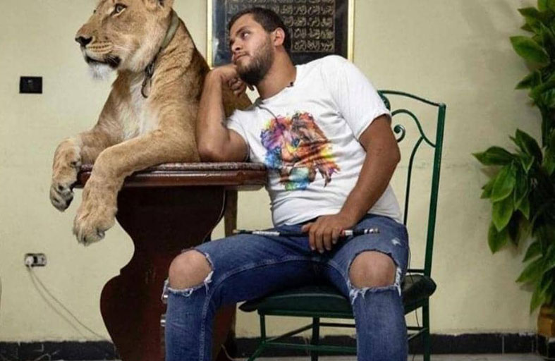 عائلة مصرية تنقل عروض الأسود للمنزل