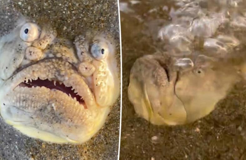 سمكة بفم «بشري» ترعب السياح 
