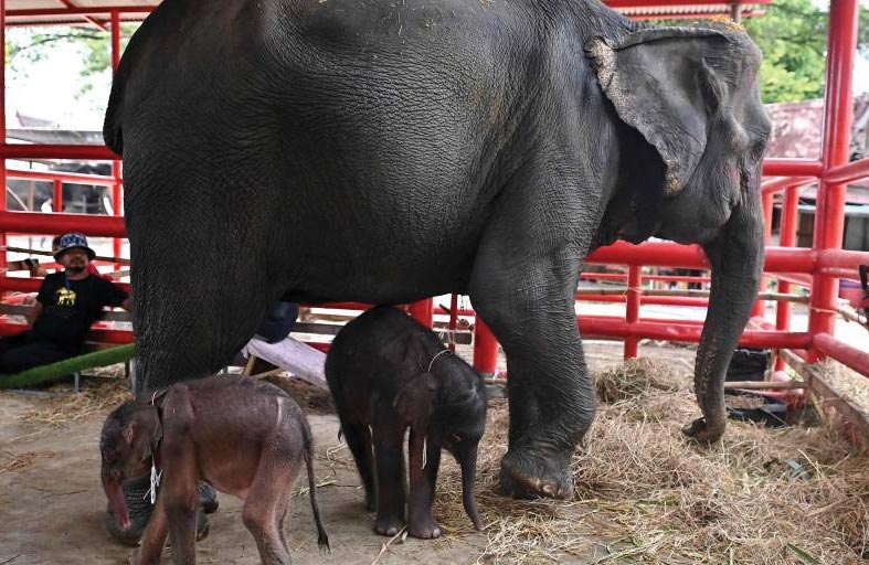 ولادة نادرة لفيلين توأما 