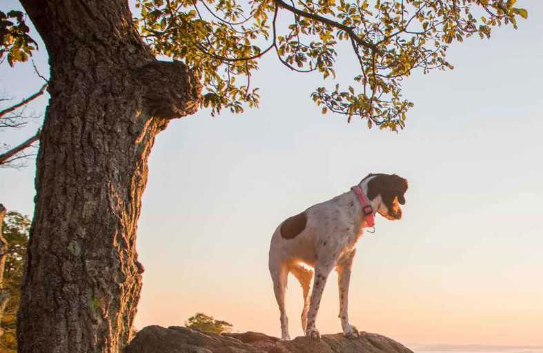 إنقاذ كلب بعملية «جريئة»