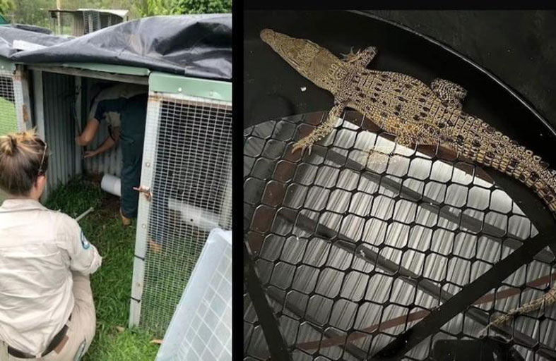 ظنوا بأنه سحلية .. فتبين بأنه تمساح مفترس