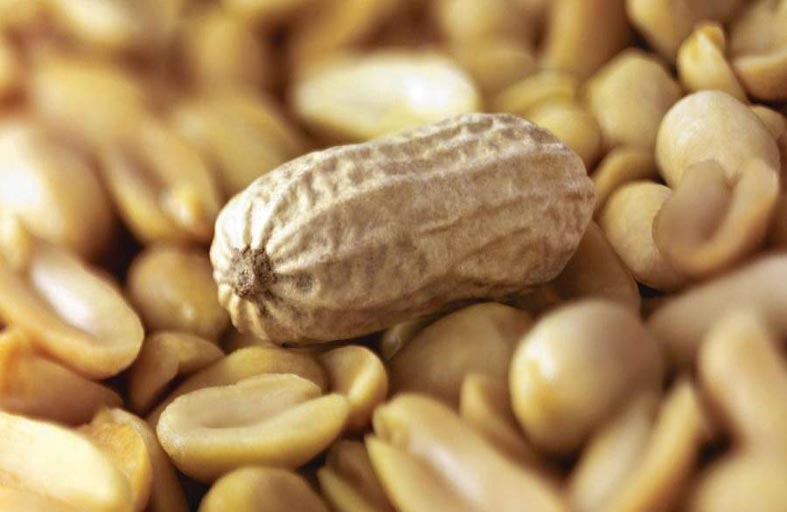 تعرف معنا على فوائد الفول السوداني لصحة جسدك