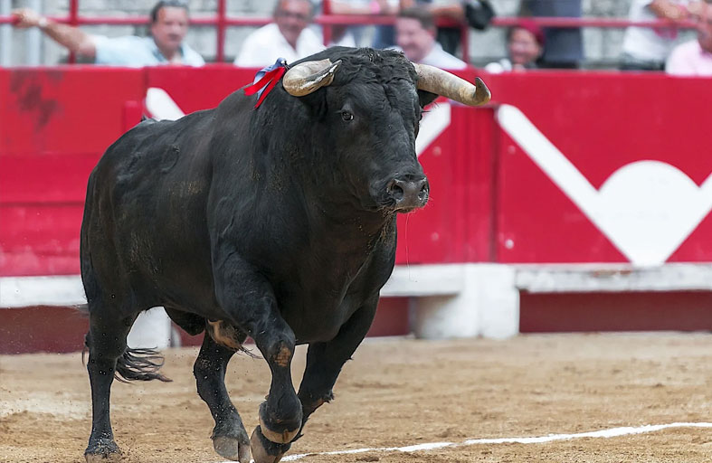 ثور هائج ينقضّ على الجمهور