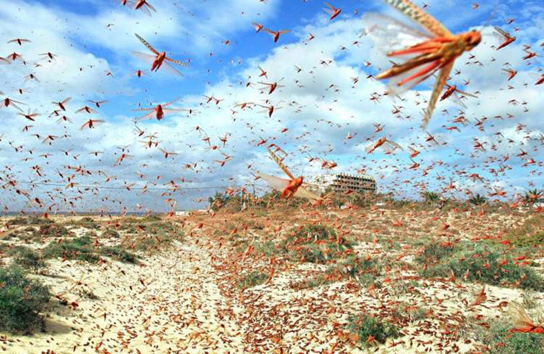 غزوات جراد مدمرة  