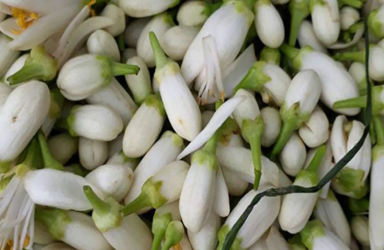 تقطير زهور النارنج.. عندما يفوح العطر في سماء تونس