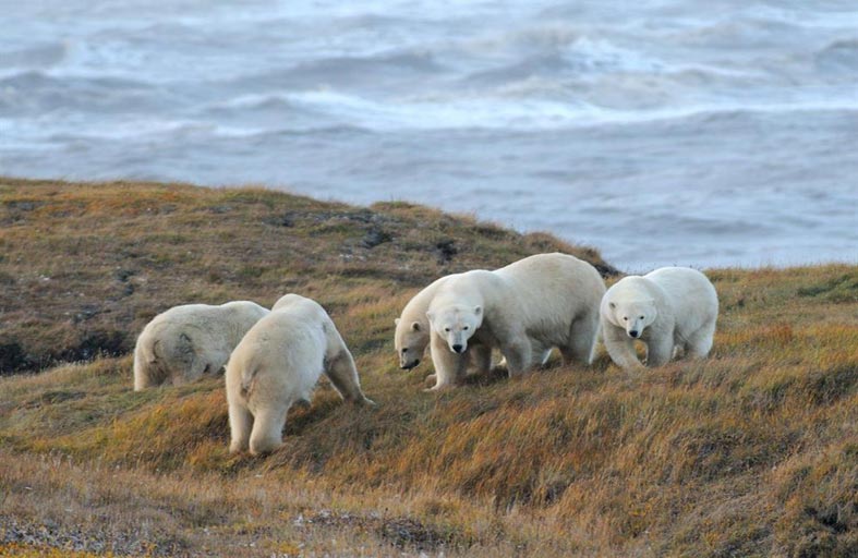 الدب القطبي.. دراسة تنذر بـ «كارثة» في ظرف 80 عاما