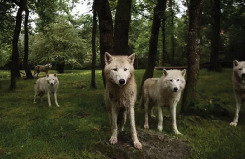 مجلس أوروبا يتأهب لاتخاذ إجراءات صارمة ضد «الذئاب»