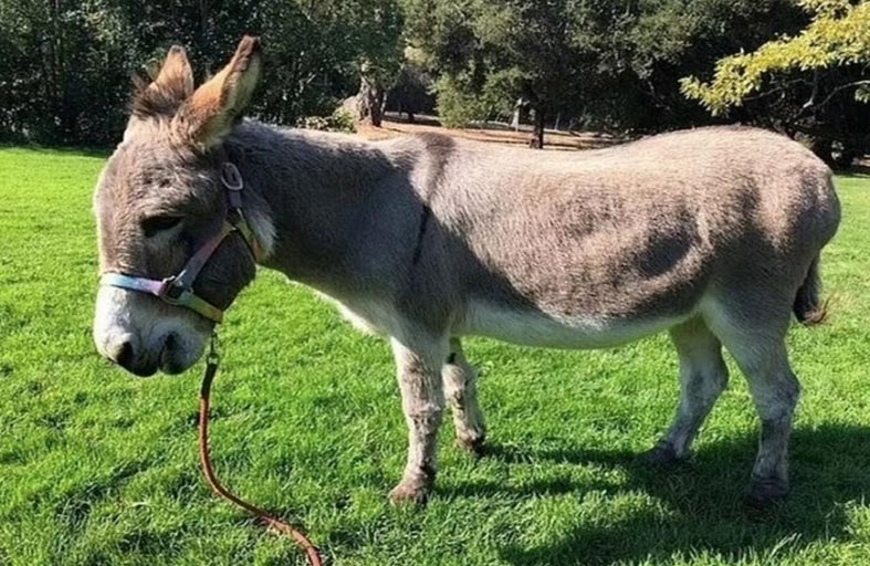 « حمار » يحصد جائزة بـ10 آلاف دولار