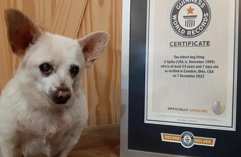 سبايك.. الكلب الأكبر سنا في العالم