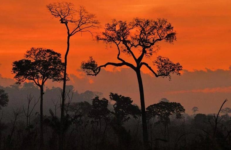 غابات الأمازون تتآكل بشكل غير مسبوق