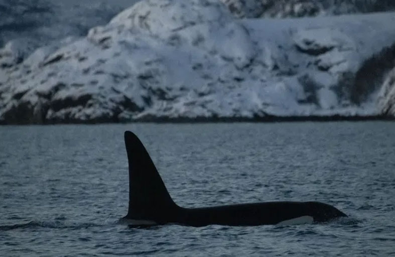 مادة سامة بورق التواليت تهدد حيتان الأوركا