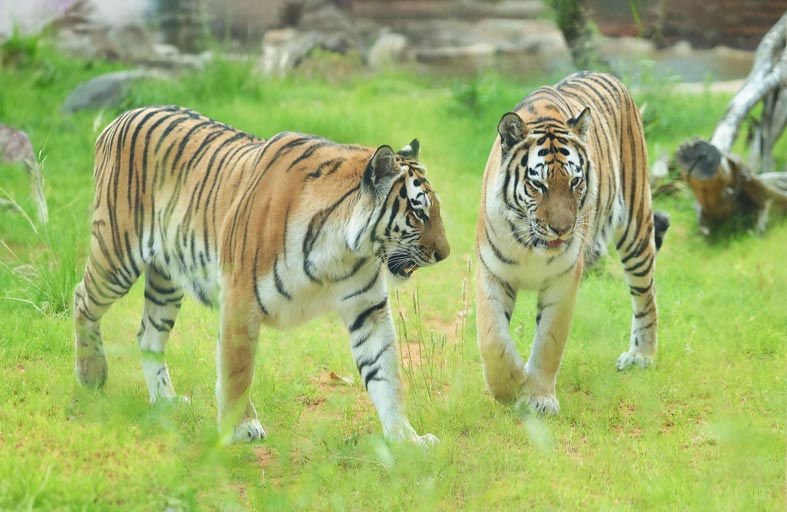 افتتاح معرض نمور آمور السيبيرية الأضخم والأجمل بين سلالات النمور في العالم