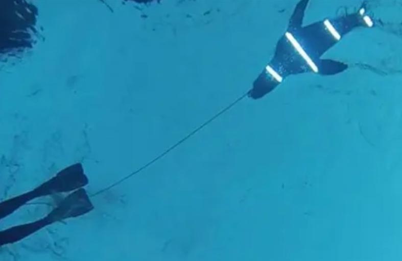 علماء يتوصلون لـ «عباءة الإخفاء» لحماية البشر من القرش