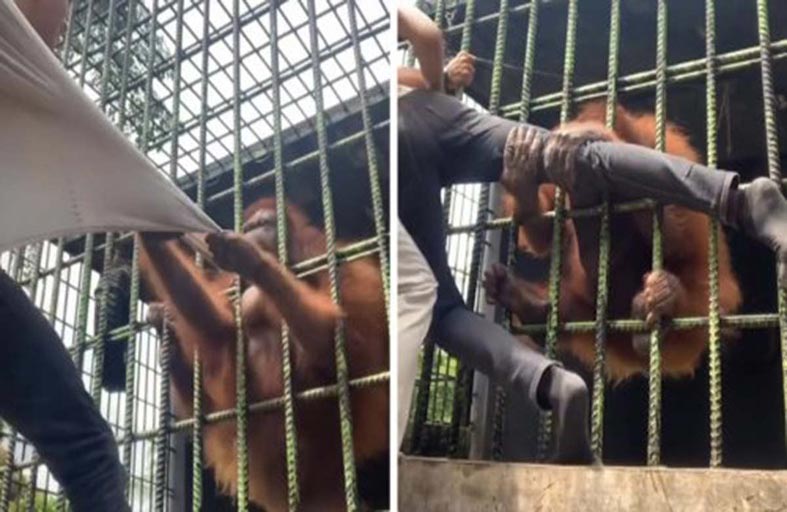 اعتداء مرعب لإنسان الغاب على شاب استفزه