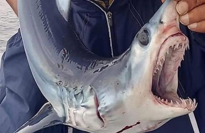 كشف حقيقة ظهور سمكة القرش في الإسكندرية