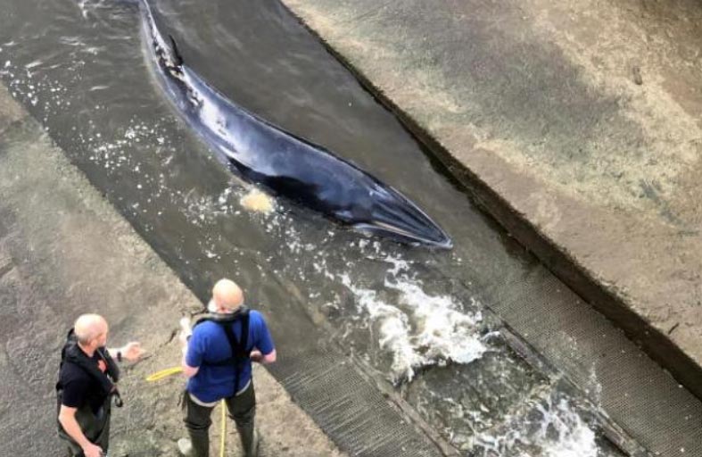 انقاذ حوت صغير علق في نهر التايمز