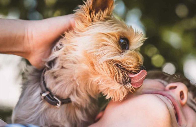 بعيداً عن التحبّب.. لماذا تلعق الكلاب البشر؟