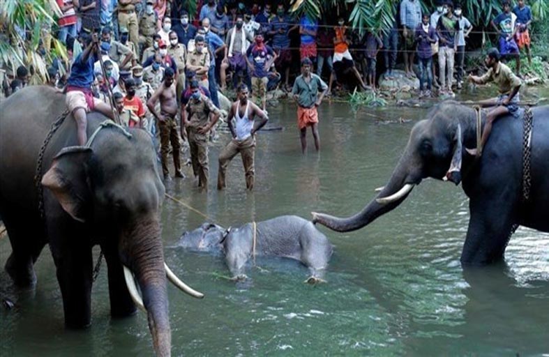 متفجرات في فاكهة تودي بأنثى فيل حامل