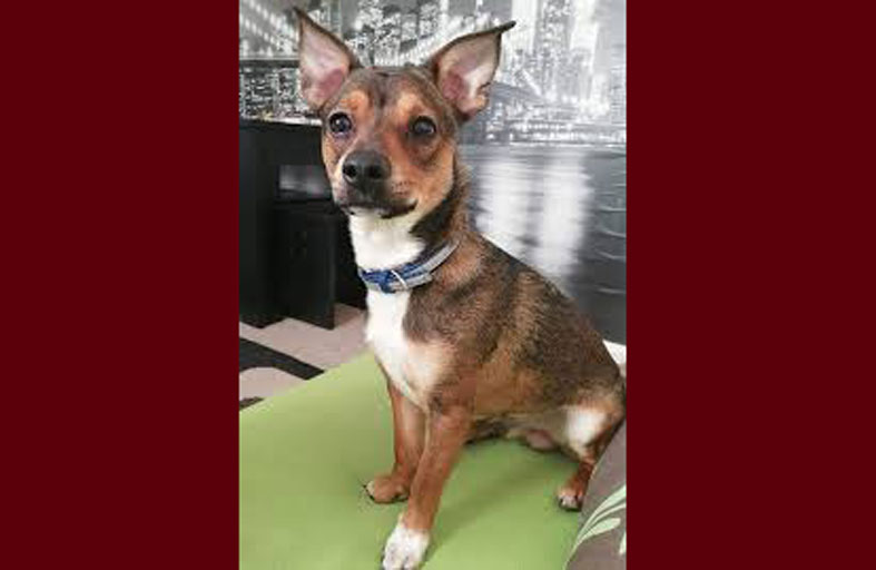 كلب يبتلع عصا طولها نصف طول جسمه