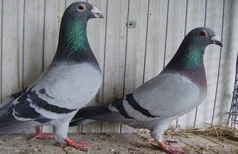 طير زاجل يتسبب في سقوط قتيل 