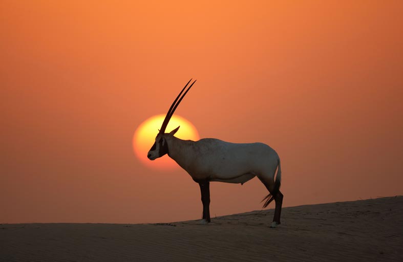 في مشروع اطلع عليه رئيس الدولة.. إدراج «تسعة مواقع هامة للتنوع البيولوجي عالمياً» في الإمارات