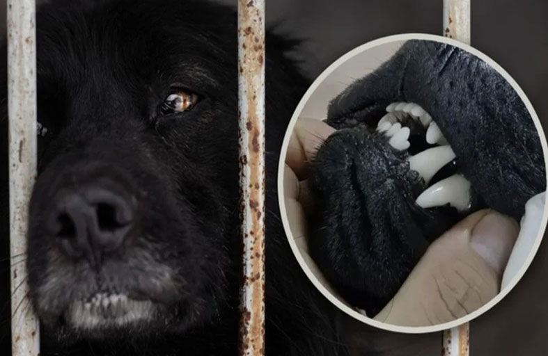انتزاع أسنان كلاب سوداء بحجة طرد الأرواح!