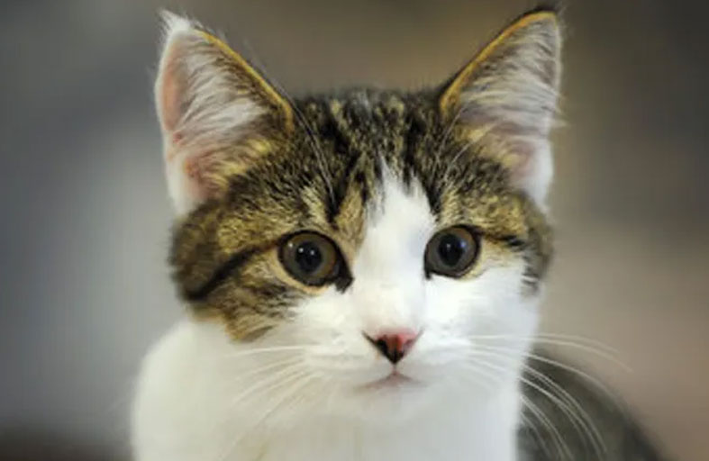 «سفاح القطط» في قبضة الشرطة الأردنية