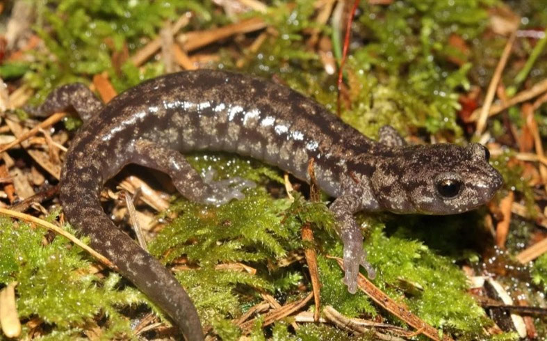 إغلاق طريق لأسابيع لعبور كائن مهدد بالانقراض