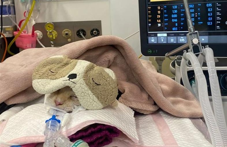 70 ألف دولار لعلاج قط!