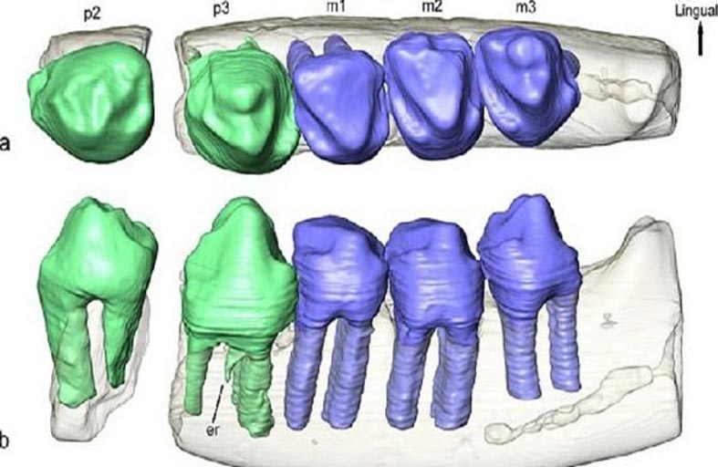 أسنان ثدييات عمرها 125 مليون عام
