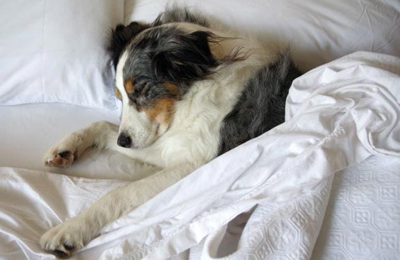 هل الكلاب لا تتقلب أثناء نومها؟