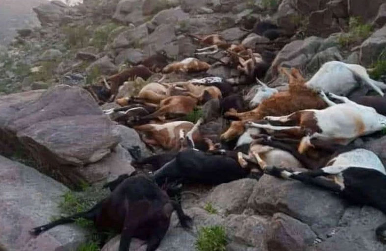 صاعقة رعدية تقتل 200 رأس غنم